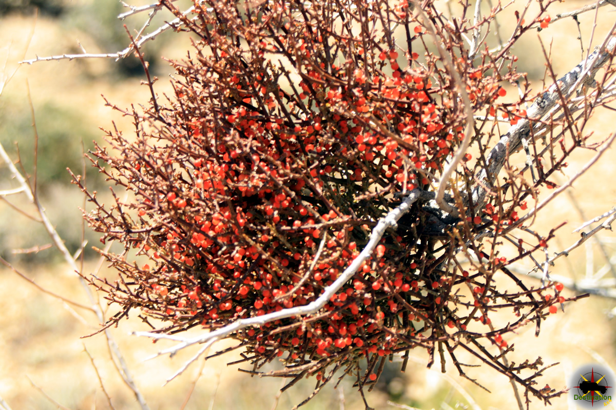 Desert Mistletoe ( Phoradendron Californicum ) - Destination4x4